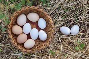 basket with chicken eggs on dry grass