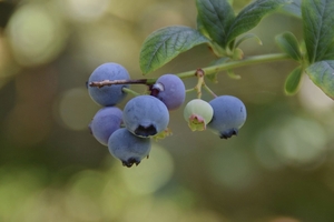 blueberry fruits on a plant branch