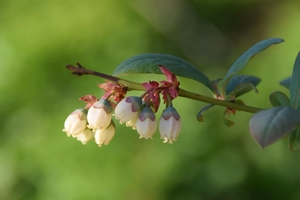 white blueberry flowers