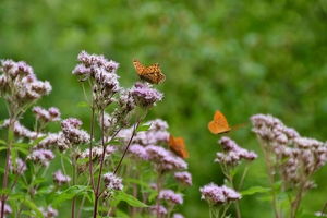 orange butterflies on pink flowers in the woods