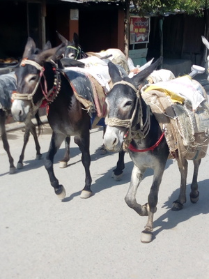 Donkeys walking on road