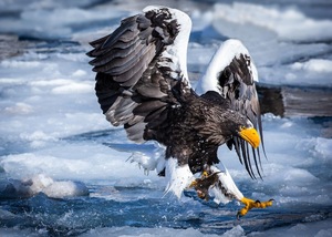 Eagle hunting fish at sea