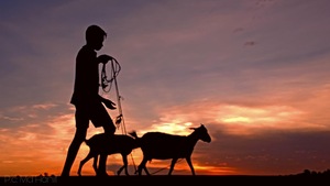Boy walking with two goats during sunset