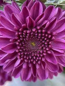 Pink purple chrysanthemum