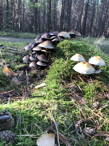 forest,mushrooms