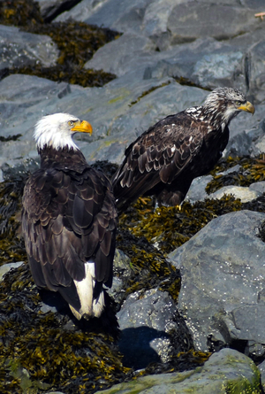 Eagles in Seward, Alaska