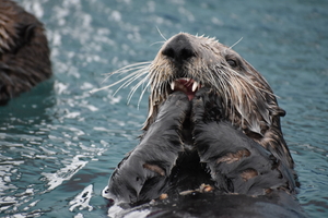 Hungry Alaskan Otter