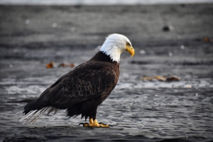 Bald Eagle at the beach