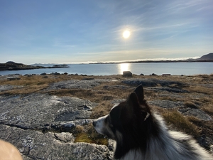 Dog alongside the lake