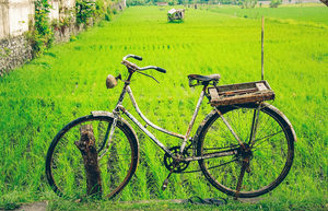 old bike next to rice field