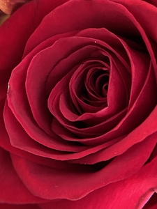 deep red rose Texas