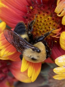 Huge honey bee
