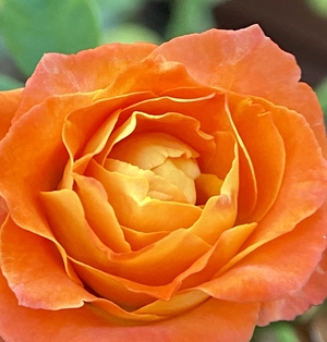 orange Texas rose