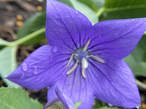 purple star flower
