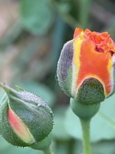 orange tiny rosebud