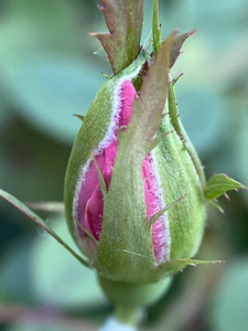 pinkest of rosebuds