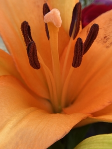 lily orange close up