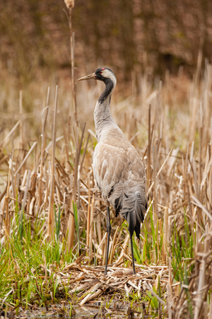 Close up of a grey crane at its nest in the reed.