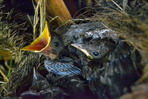 Very young hungry Blackbird chicks in nest