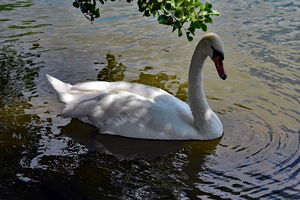 Beautiful Mute Swan on lake