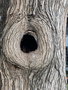 old tree squirrel hole oak