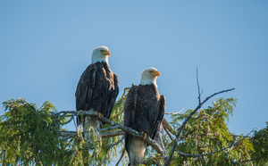 Two bald eagles high up in a duglasie.