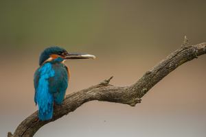 Close up of Kingfisher with small fish in its beak.