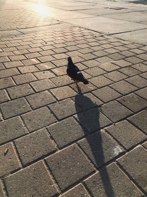 Pigeon on street