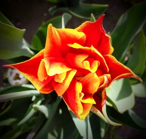 Red Tulip Single Topview
