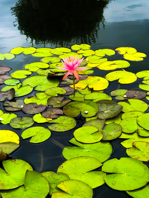lotus flower in Lilly pad pond