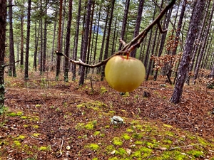 December apple in the forest