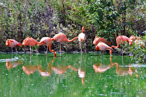 Caribbean Pink Flamingoes reflected in water