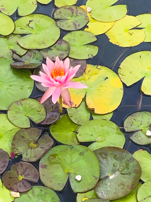 lotus flower in Lilly pond