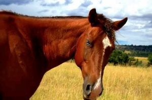 Close up of brown horse
