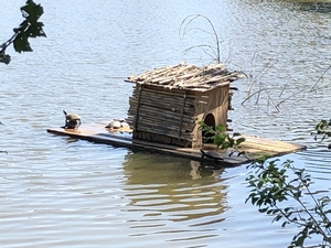 Turtle hut floating on water