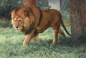 lion king mammal