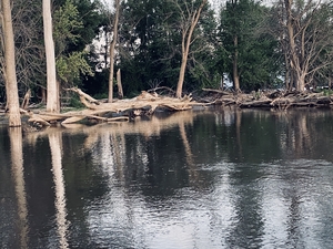 Trees along lake