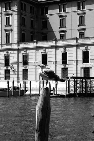Immature Herring Gull (Larus argentatus) sitting on wooden pole in Venice