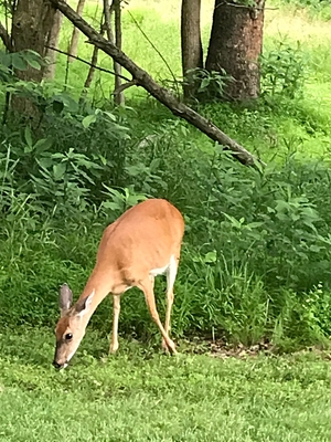 Deer eating grass