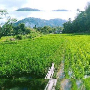 Pictures of green and beautiful rice fields