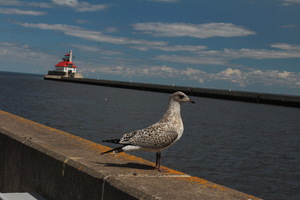 Seagull in front of lighthouse Lake Superior