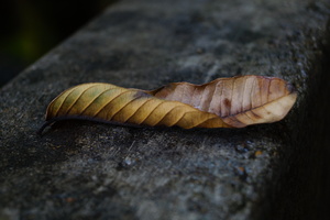 Fallen leaf from tree