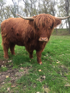 Hairy Cool Cow