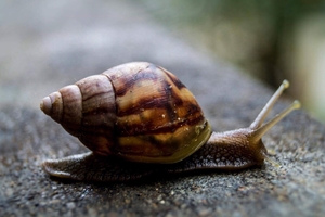 Close up of snail