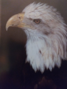 Bald eagle of America