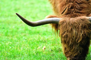 highland cow – close up