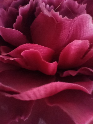 Close up of pink roses