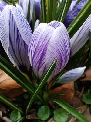 Close up of purple crocus in spring