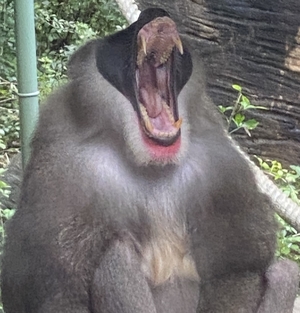 Baboon yawning
