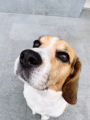 Dog beagle looking at camera